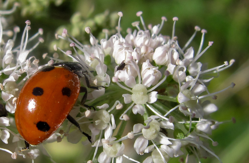 Coccinella4