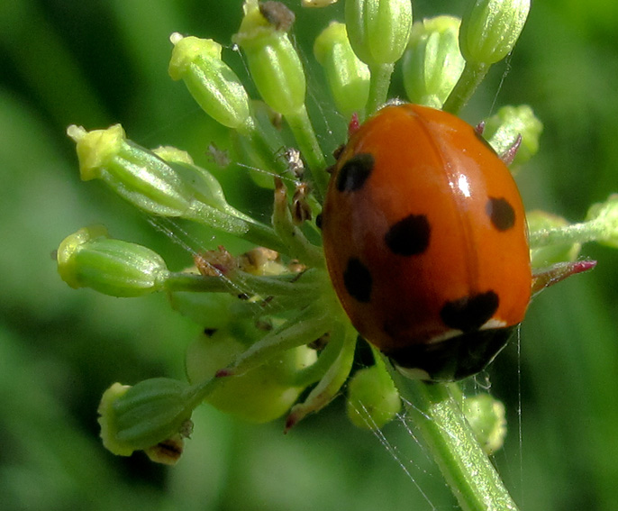 Coccinella3