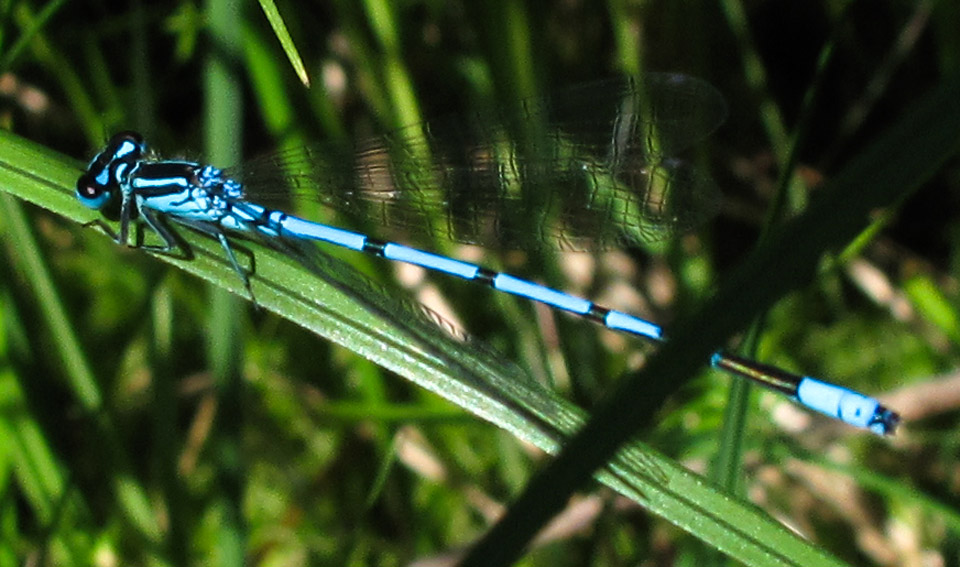 Coenagrion2