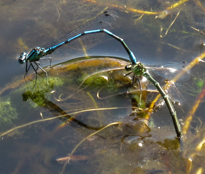 Coenagrion1