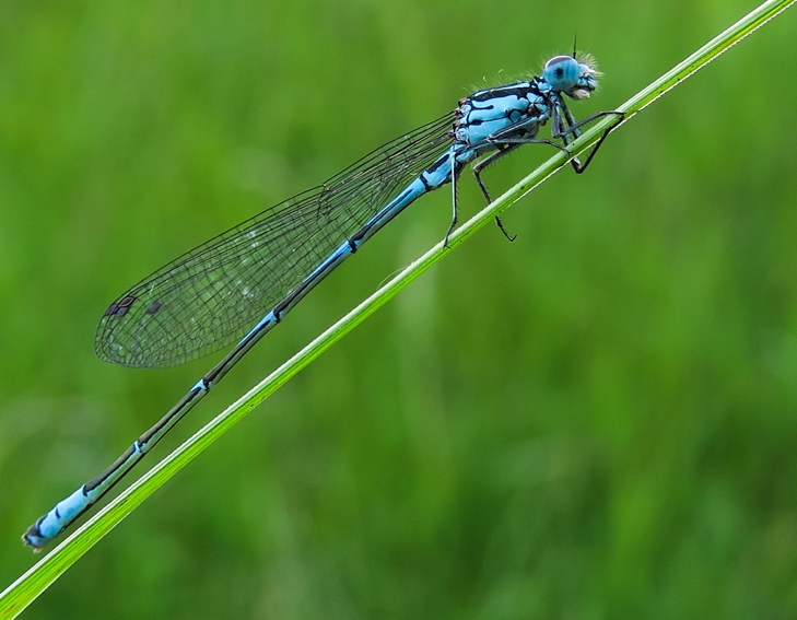 Coenagrion3