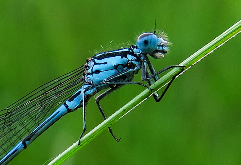 Coenagrion4