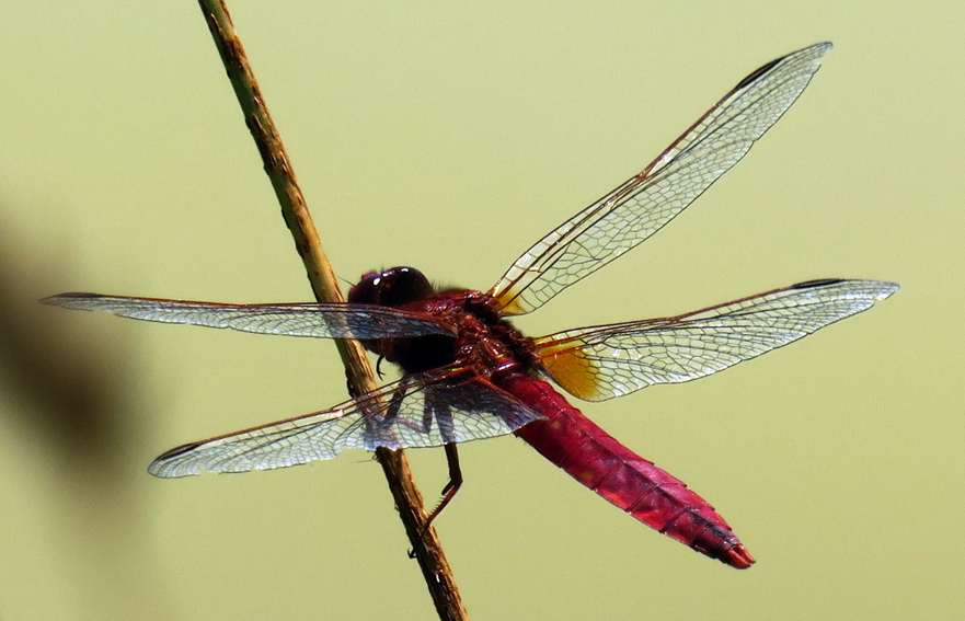 Crocothemis3