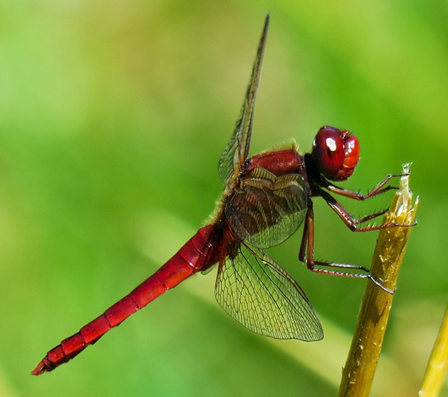 Crocothemis5