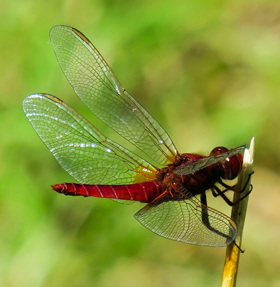 Crocothemis4