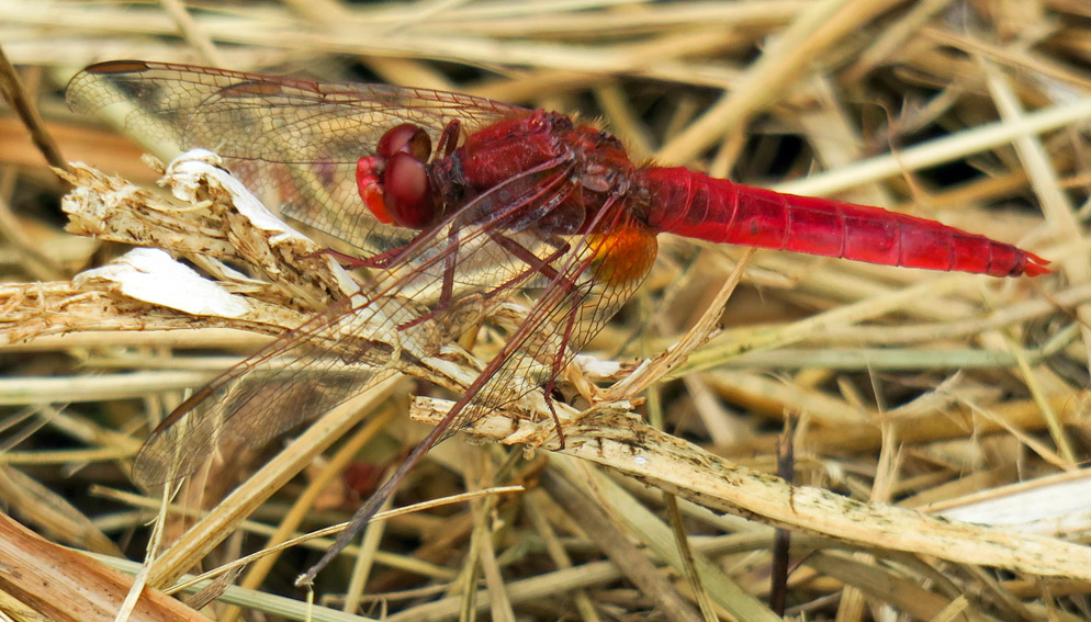 Crocothemis1