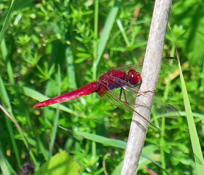 Crocothemis2