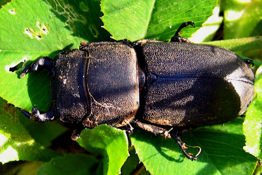 Dorcus1