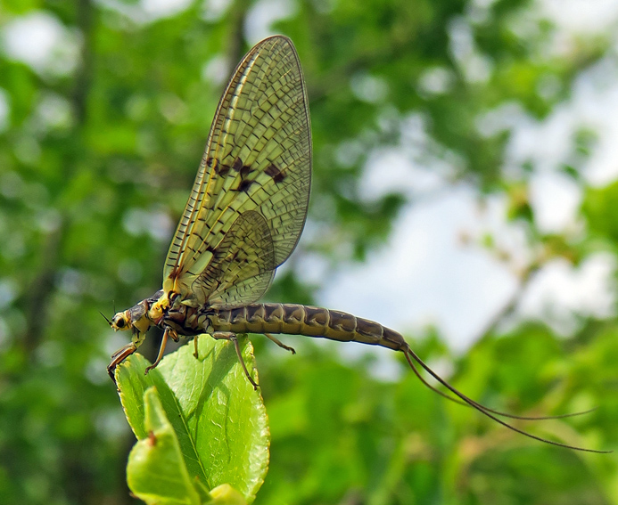 Ephemeroptera1