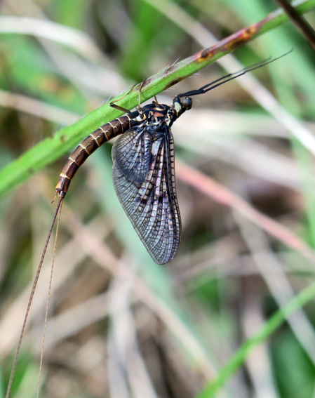 ephemeroptera3