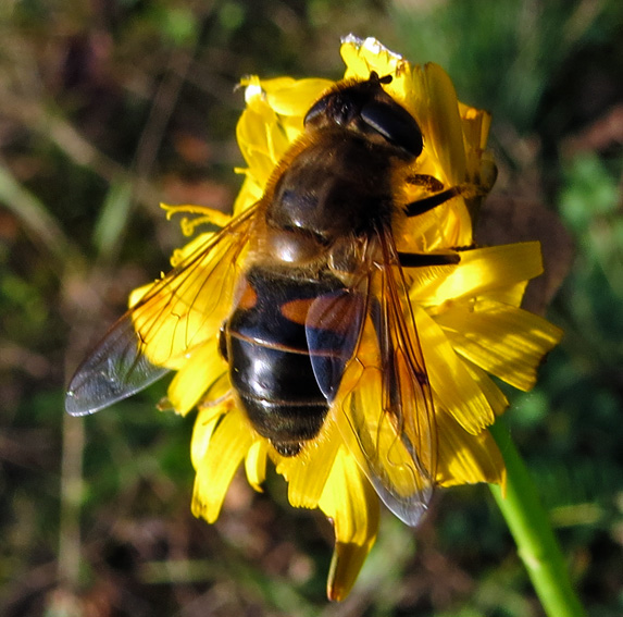 Eristalis2