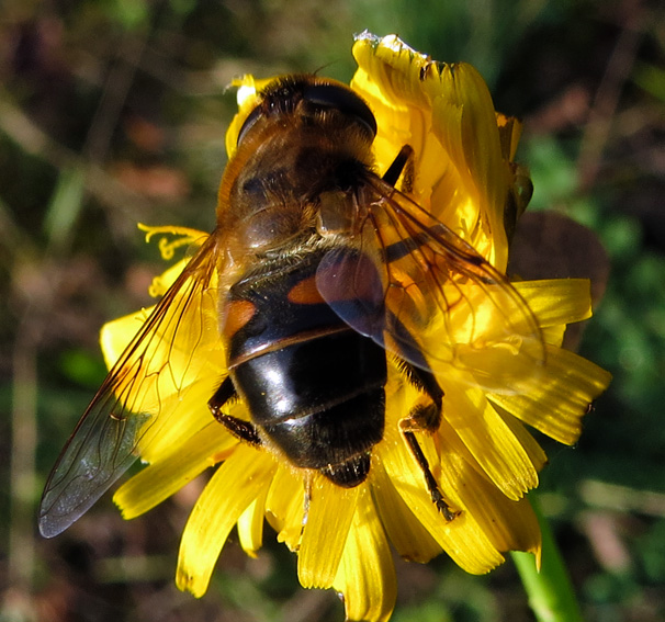 Eristalis3