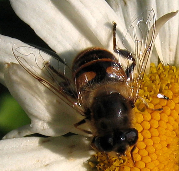 Eristalis1