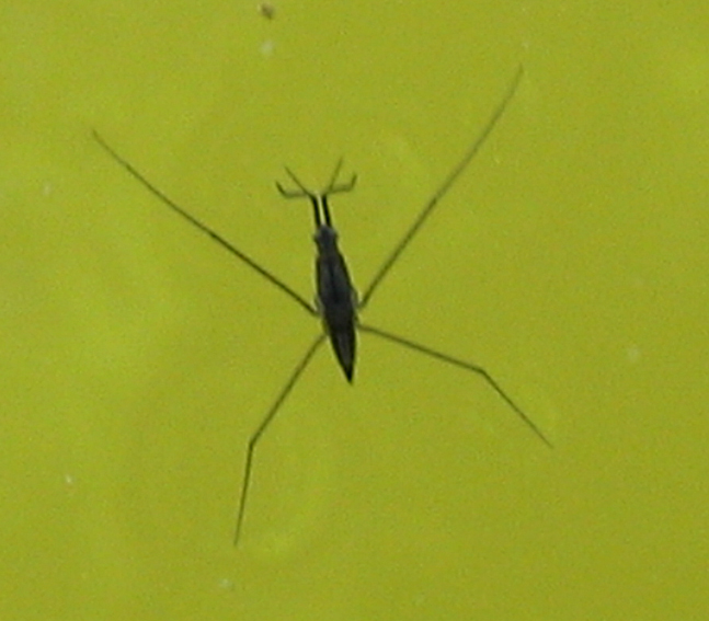 Gerridae1