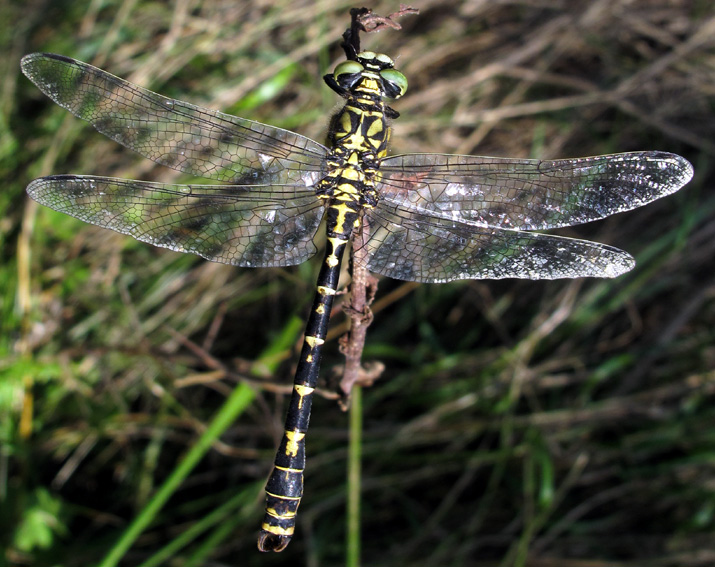 Onychogomphus1