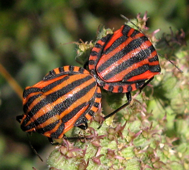 Graphosoma1