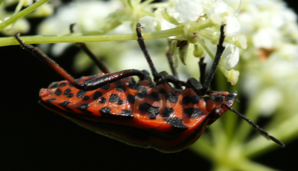 Graphosoma2