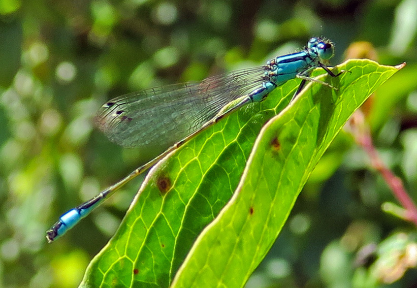 Ischnura1