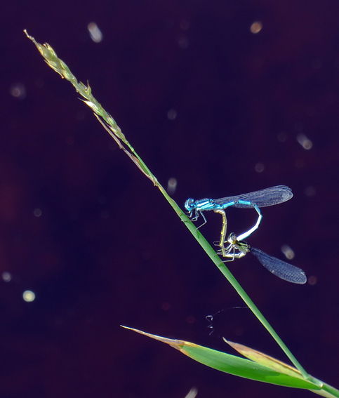 ischnura2
