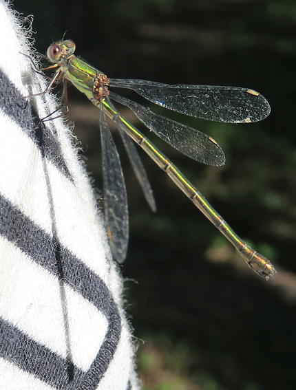 Lestes6
