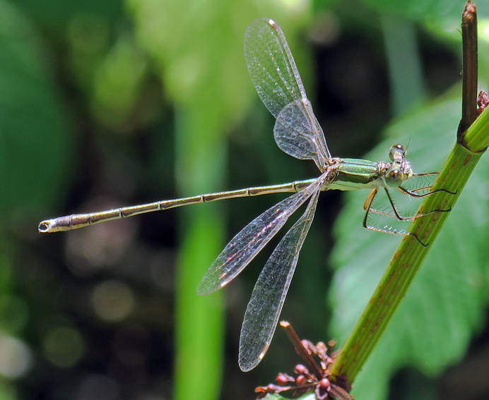 Lestes7