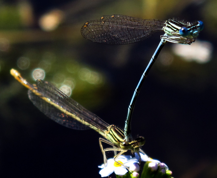 Lestes3