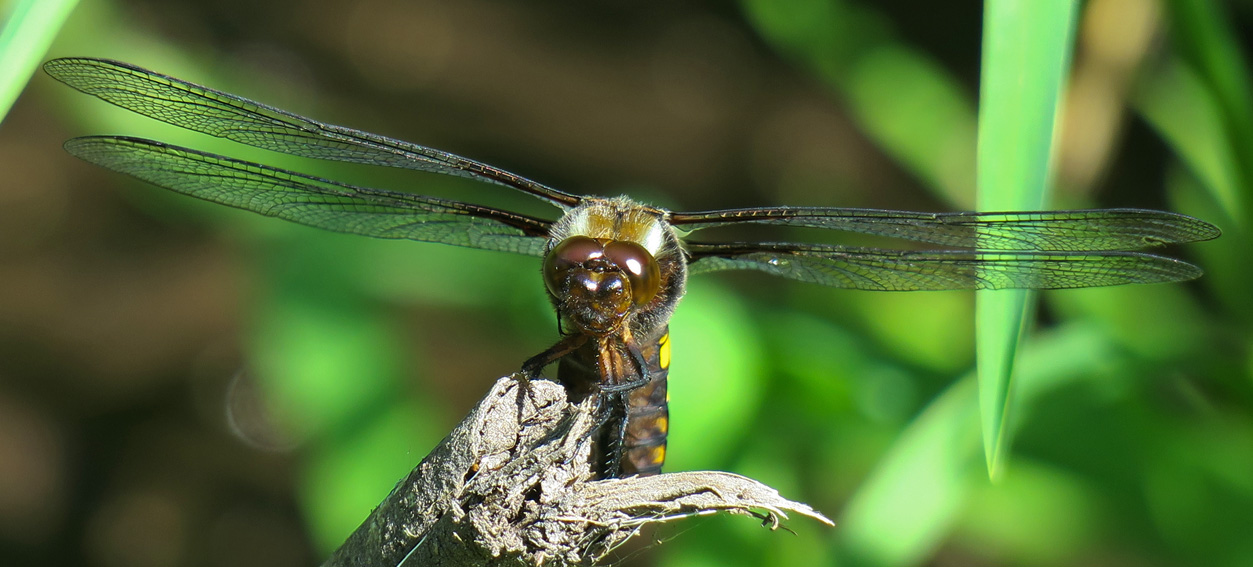 Libellula1a