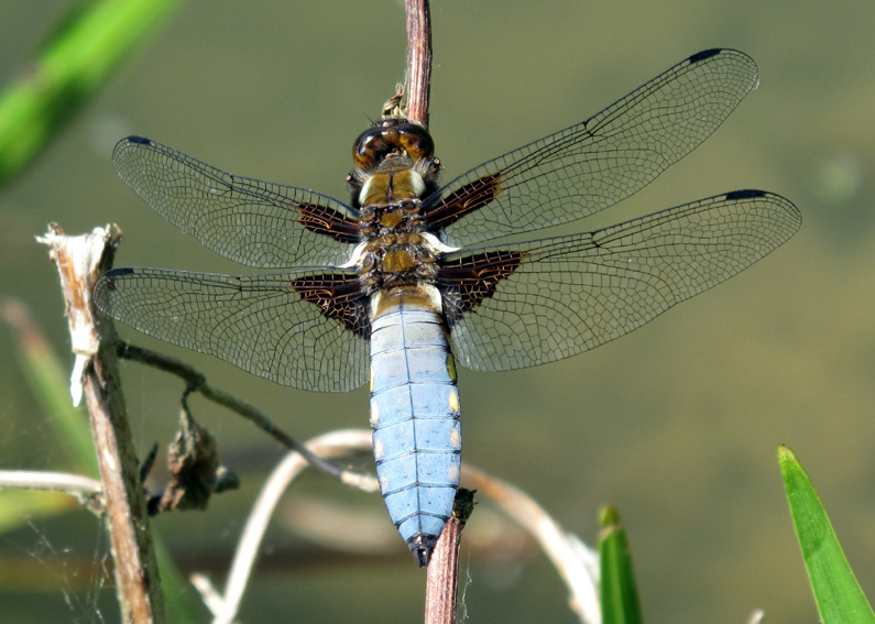 Libellula1