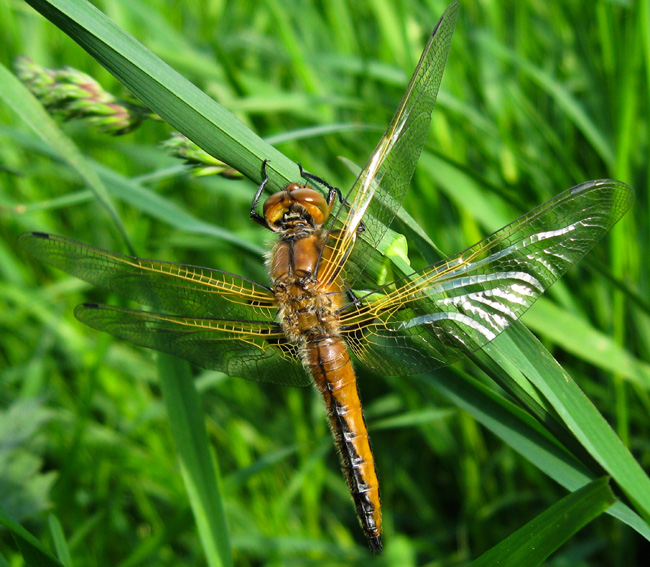 Libellula4