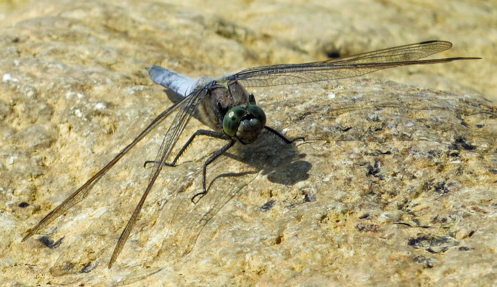 Libellula5