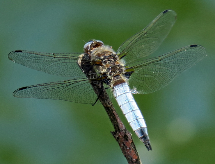 Libellula9