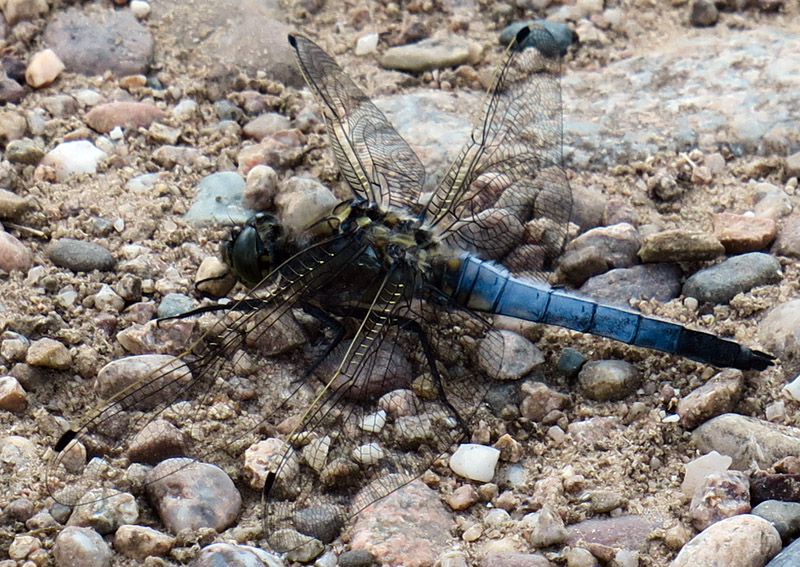 Libellula6