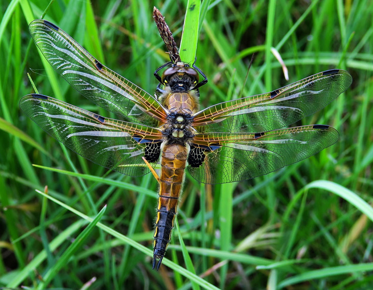 Libellula2b