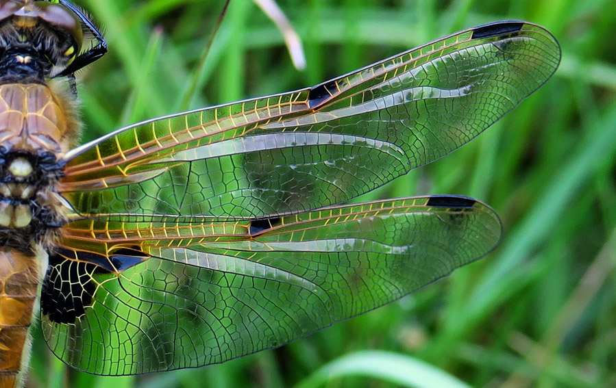 Libellula2c