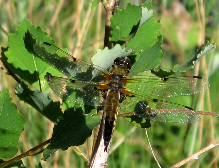 Libellula2