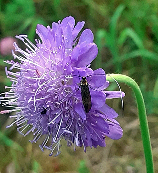 nemophora2