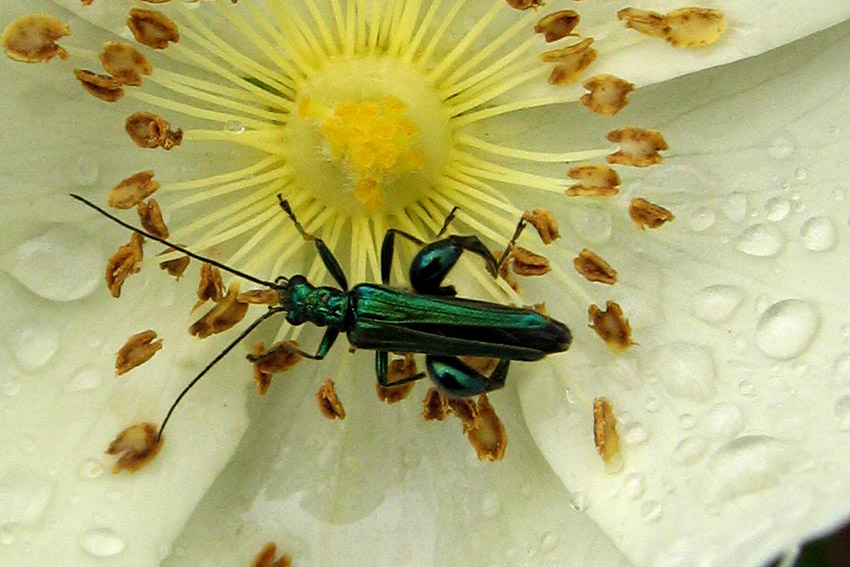 Oedemera1