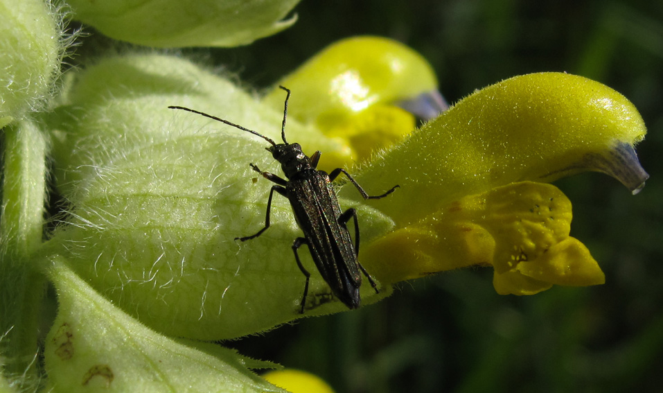 Oedemeridae1