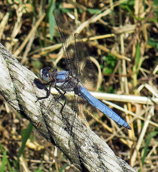 orthetrum9