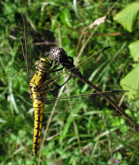 Orthetrum4