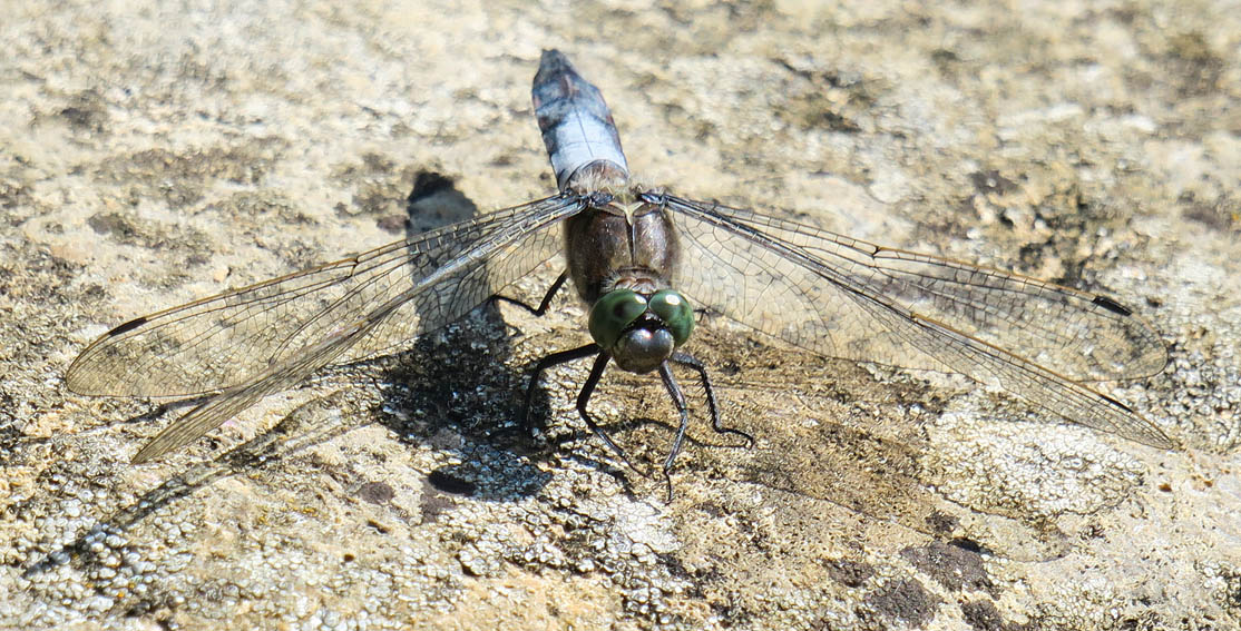 Orthetrum6