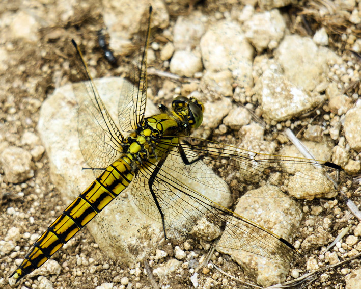 Orthetrum3