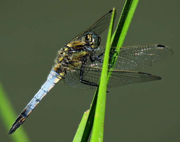 Orthetrum8