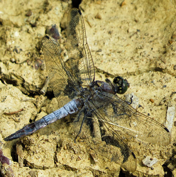 Orthetrum6