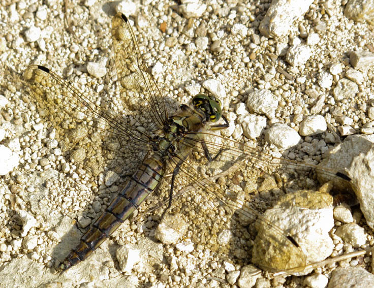 Orthetrum2