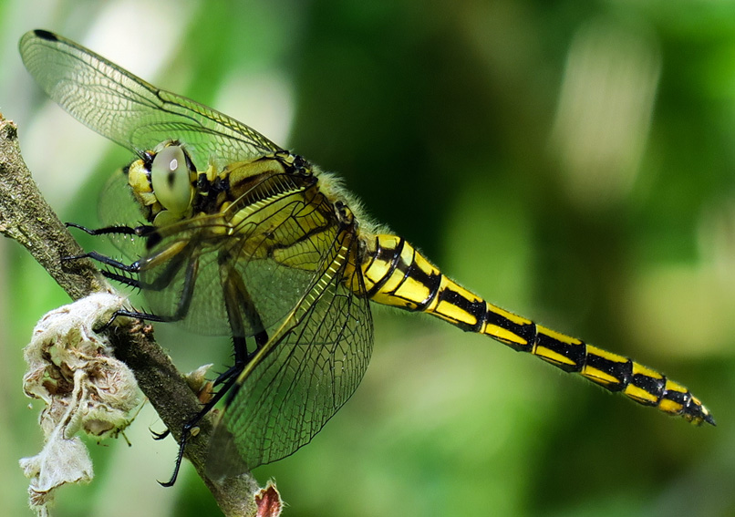 Orthetrum1