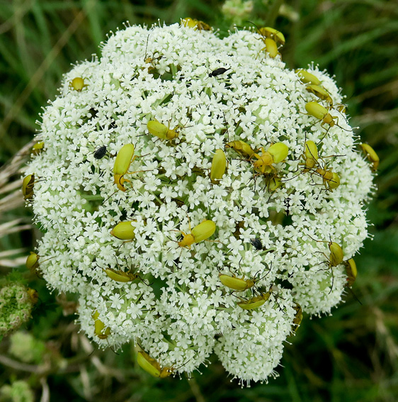 ctenopius1