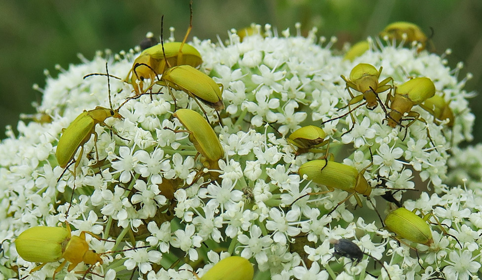 ctenopius2