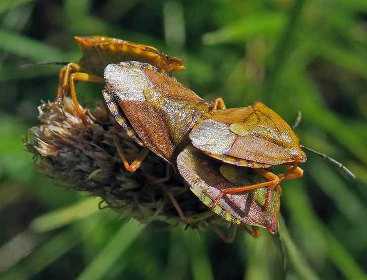 carpocoris1