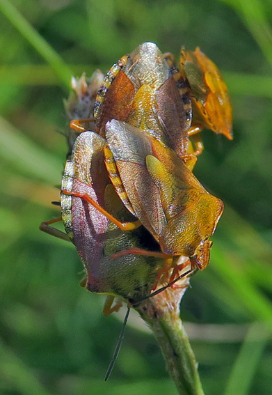 carpocoris2